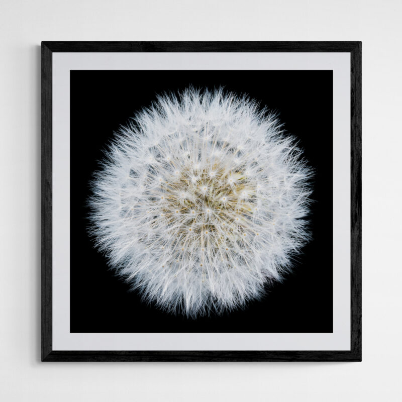 Dandelion-LIGHT